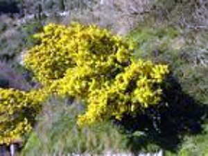 mimosa en février